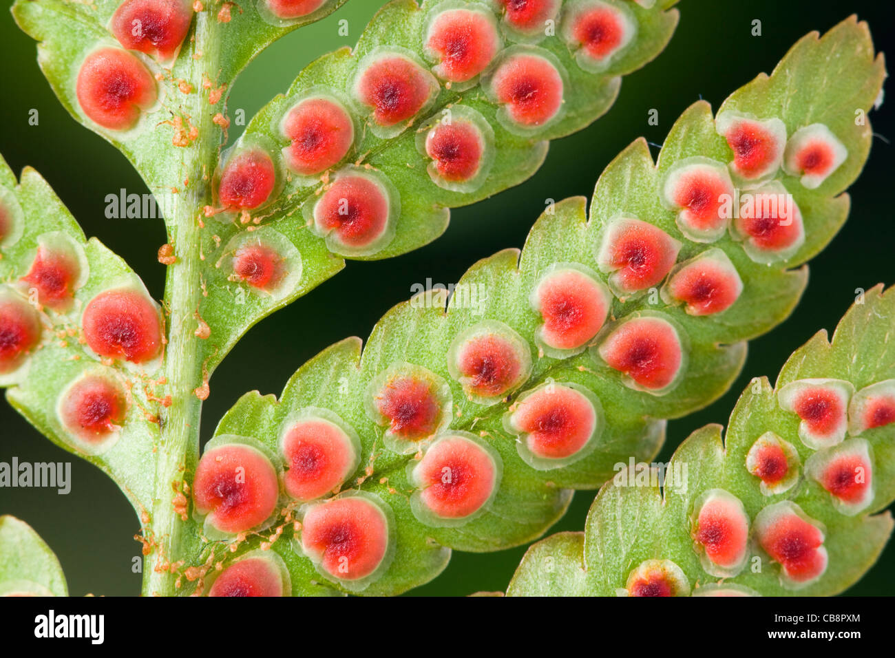 Sori auf Unterseite des japanischen Schild Farn Blatt, Dryopteris Erythrosora. Stockfoto