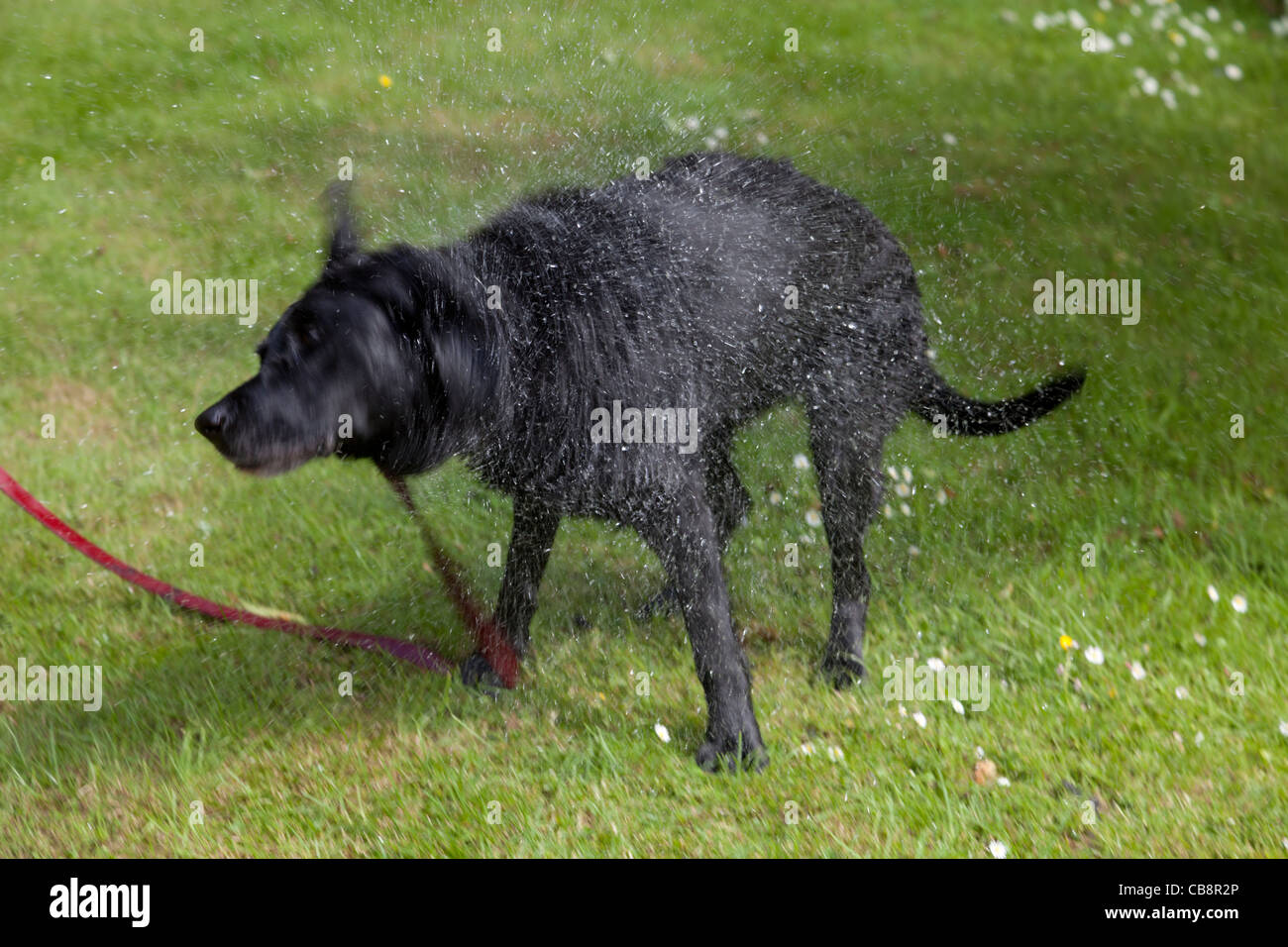 Hund Direkt Nach Dem Aufstehen Füttern Hund wird trocken -Fotos und -Bildmaterial in hoher Auflösung – Alamy