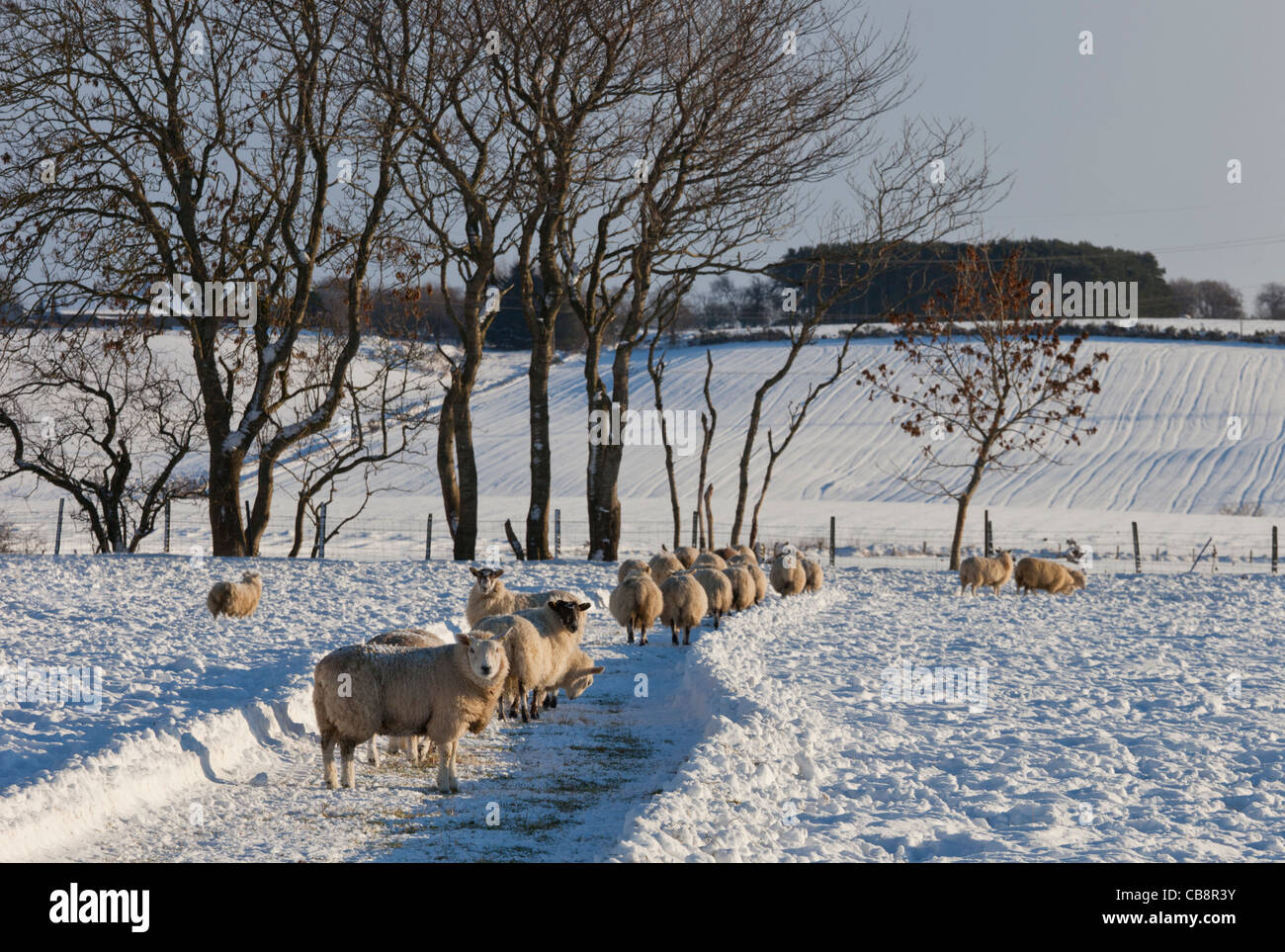 Schafe in einem schneebedeckten Feld in Aberdeenshire, Schottland. Stockfoto