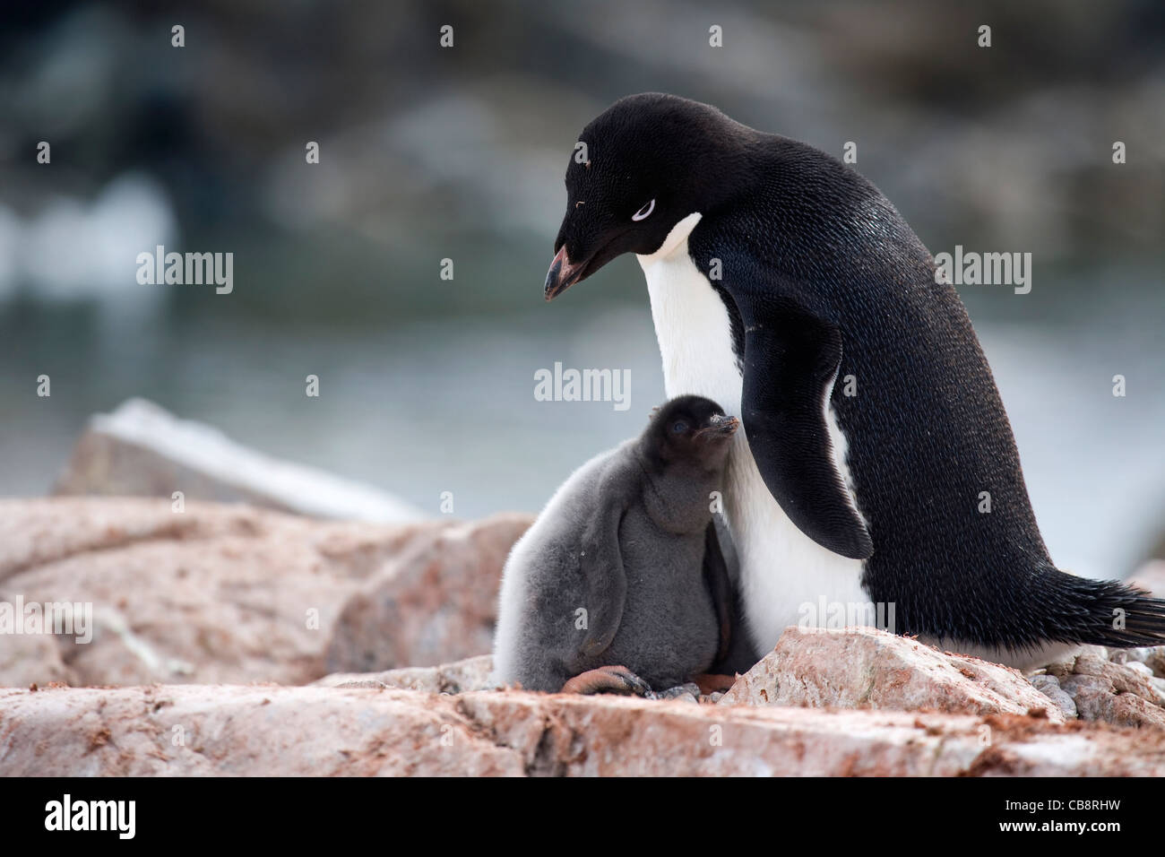 Adelie Penguin (Pygoscelis Adeliae) mit Küken im Nest in Rookery in Kolonie, Petermann Island, Antarktis Stockfoto