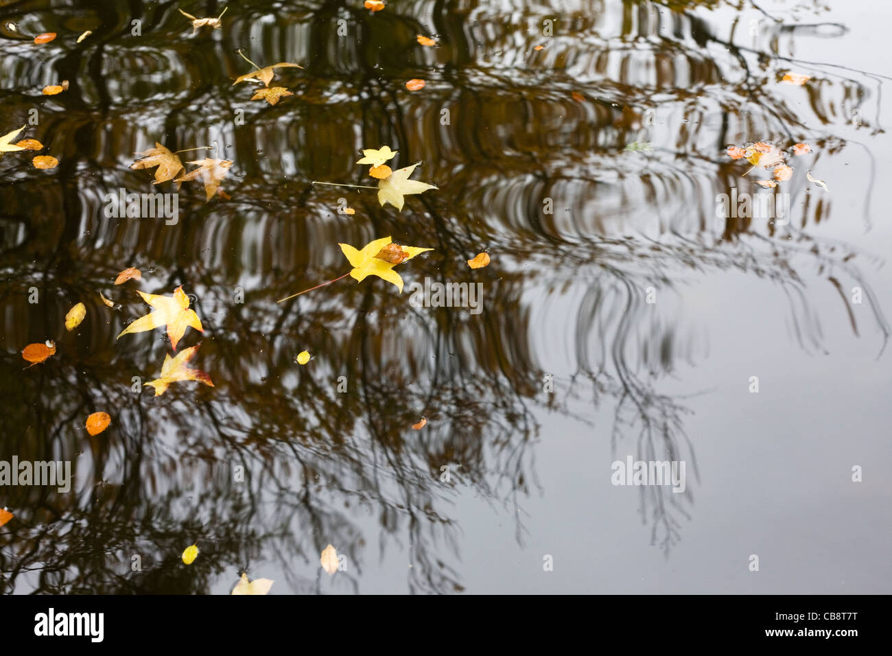 Baum spiegelt sich im Teich mit schwimmenden herbstliche Blätter Stockfoto