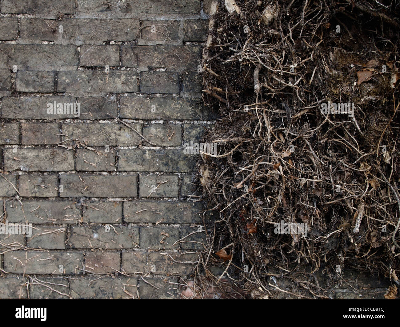 Mauer mit efeu -Fotos und -Bildmaterial in hoher Auflsung  Alamy