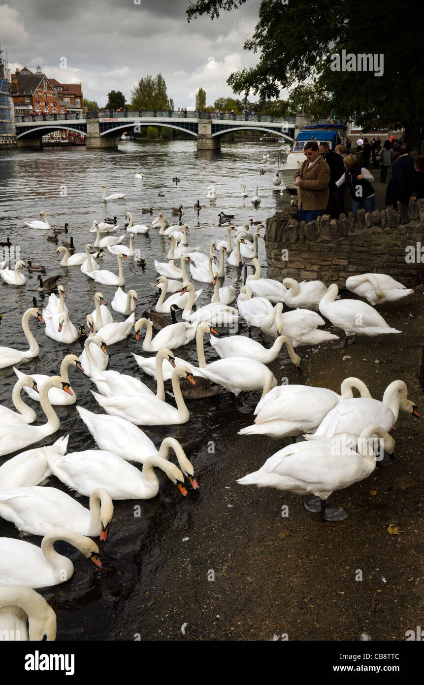 Herde von Höckerschwäne am Ufer des Flusses Themse Windsor Berkshire UK Stockfoto