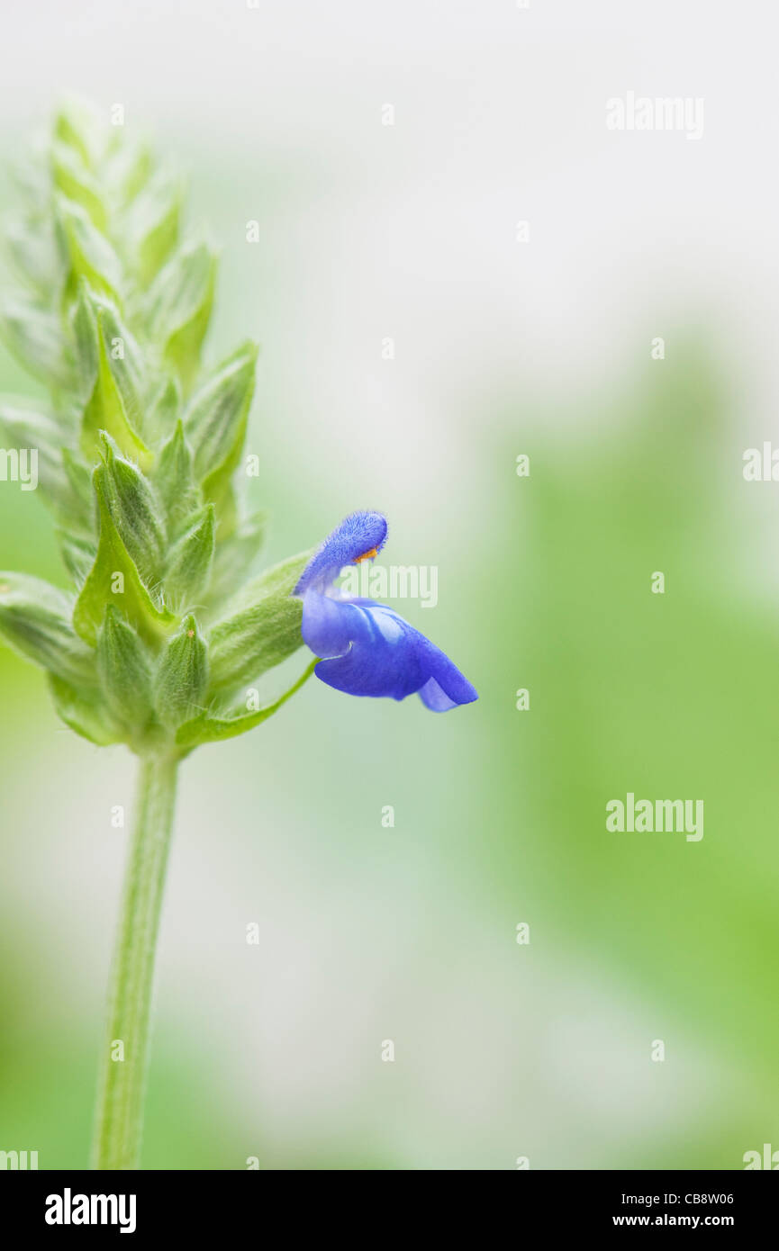 Salvia Hispanica. Chia-Blume Stockfoto