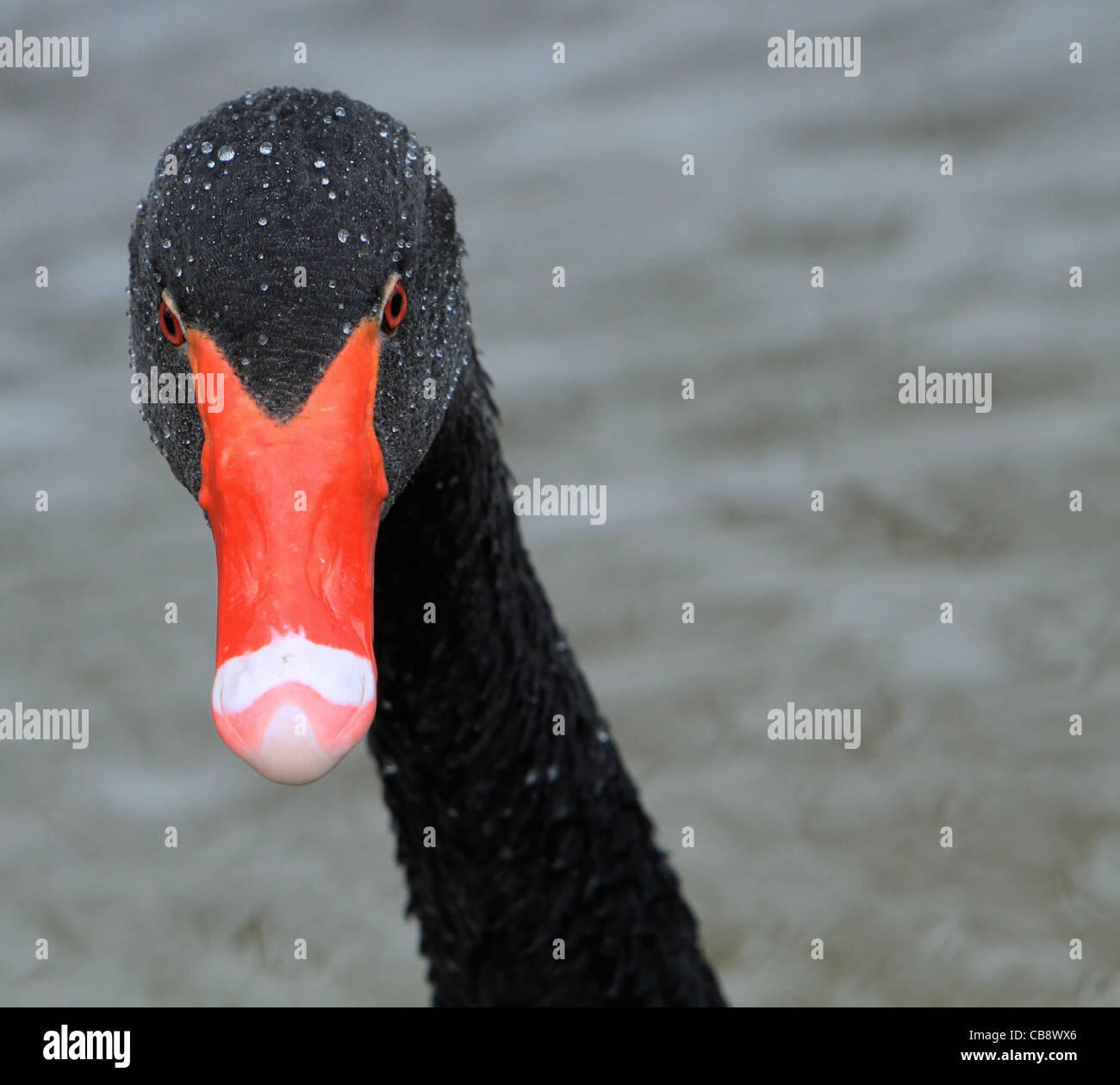 Black Swan mit Wassertropfen auf dem Kopf Stockfoto