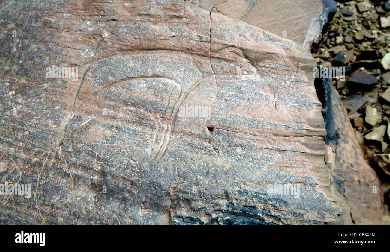 Alte Gravur eines Tieres auf einem Felsen SW Marokko gehört zu etwa 114 historischen Stätten in der Nähe von Akka, südwestlich von Marokko Stockfoto