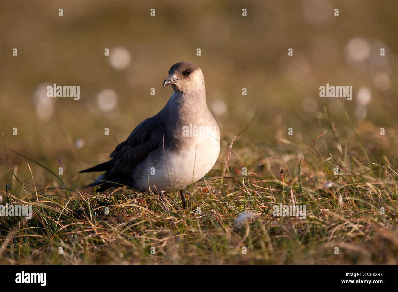 Arctic Skua, Stercorarius Parasiticus, Schmarotzerraubmöwe, Shetland, Erwachsene Stockfoto