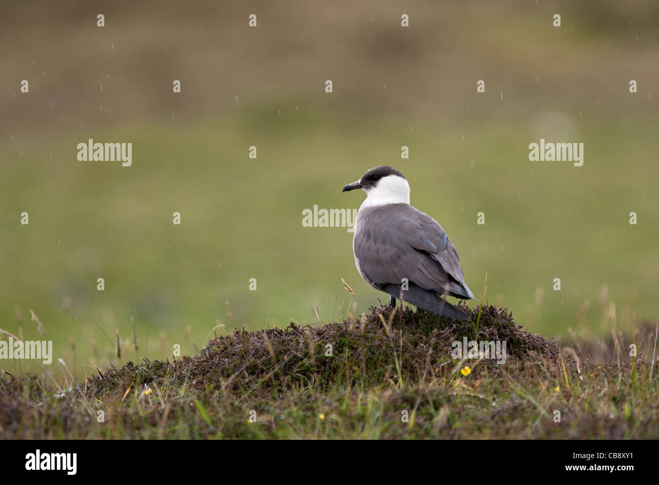 Arctic Skua, Stercorarius Parasiticus, Schmarotzerraubmöwe, Shetland, Erwachsene Stockfoto