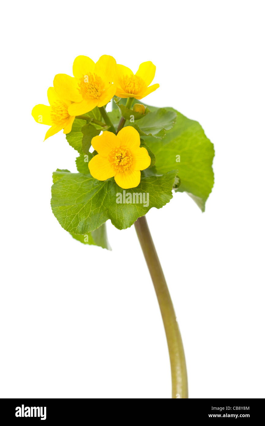 Marsh Marigold Caltha Palustris wilde Blume auf weißem Hintergrund Stockfoto