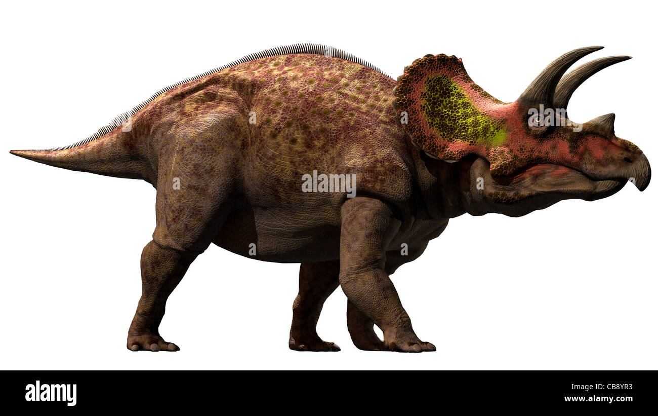 Triceratops ist eine Gattung des chasmosaurinen ceratopsischen Dinosauriers, der in der späten maastrichtischen Zeit der späten Kreidezeit lebte Stockfoto