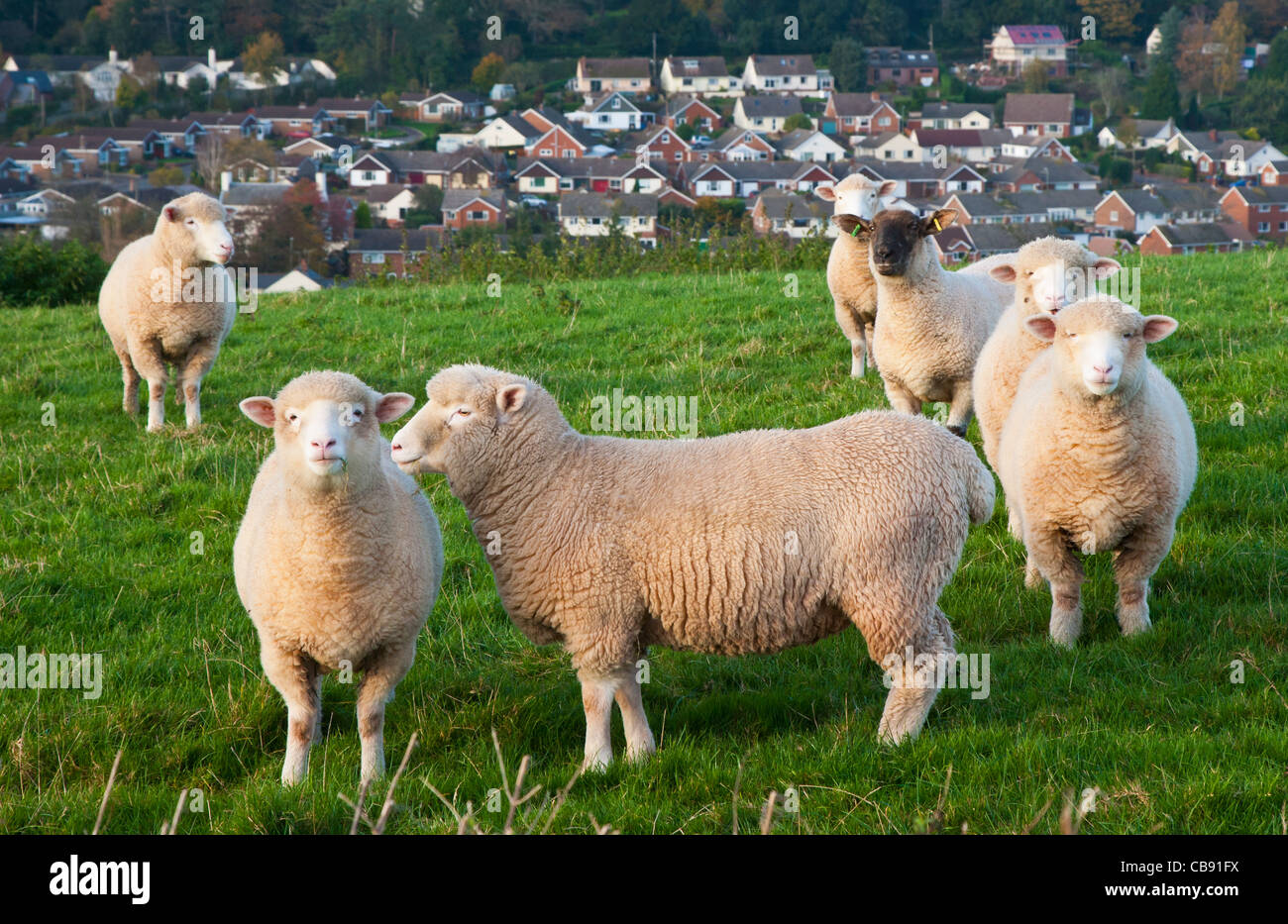 Schafe auf einer Anhöhe nahe der Mitte Devon Stadt Crediton, Devon, England Stockfoto