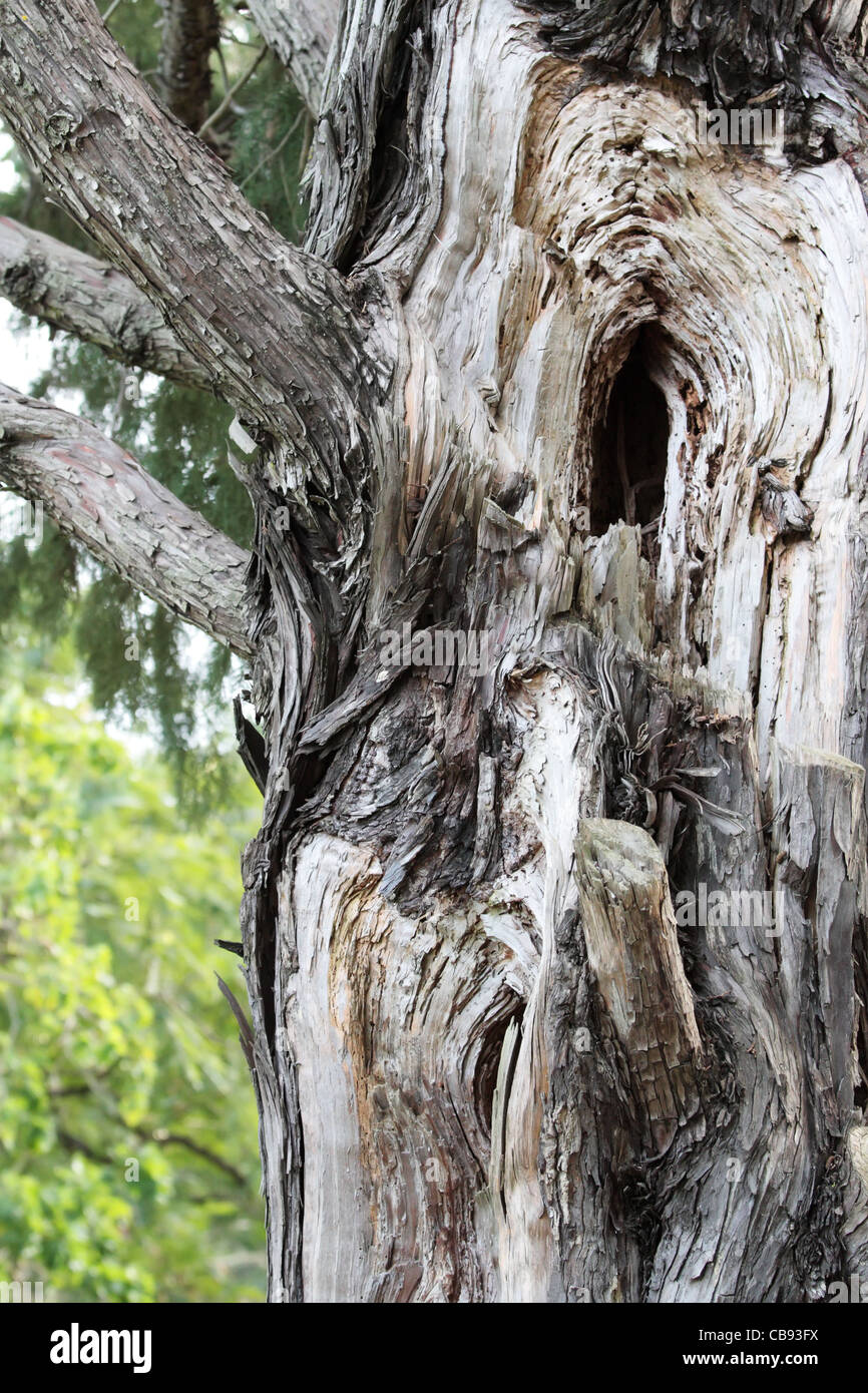 Alter Baum mit rauen Stamm suchen Stockfoto