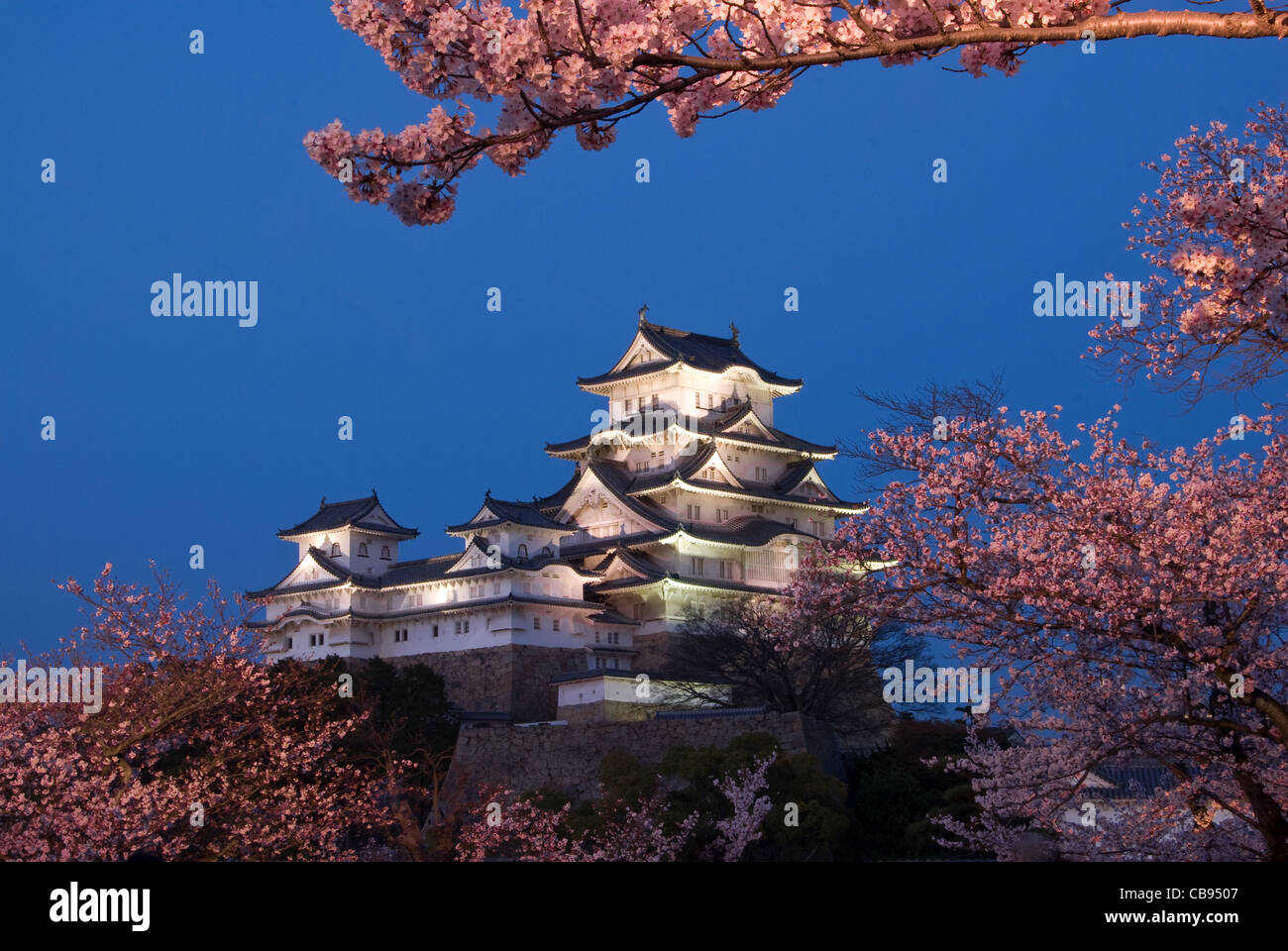 Blaue Stunde Sakura in Himeji-jo Stockfoto