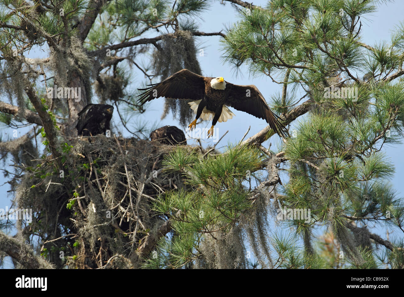 Adult Weißkopfseeadler fliegt aus dem nest Stockfoto