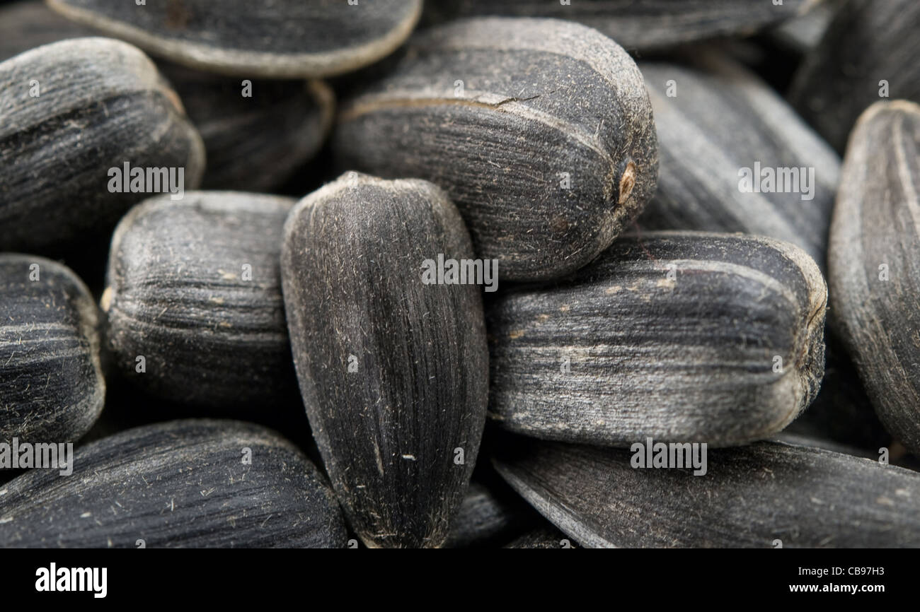 Sonnenblumenkerne hautnah Stockfoto