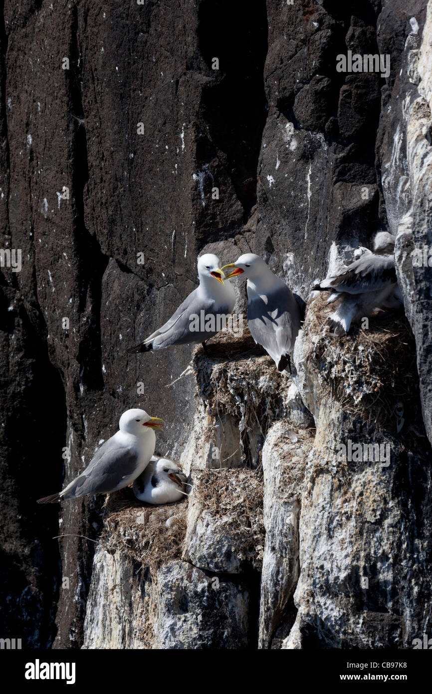 Dreizehenmöwen (Rissa Tridactyla), nisten auf der Isle of May, Schottland Stockfoto