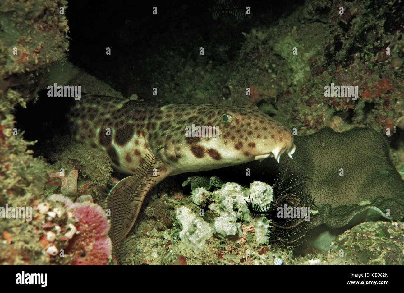 Triton, Henrys Schulterstücke schulterstücke Shark Shark (Hemiscyllium The President), im Coral Reef, roten Liste der IUCN, Irian Jaya, Neuguinea, Indonesien, Asien Stockfoto