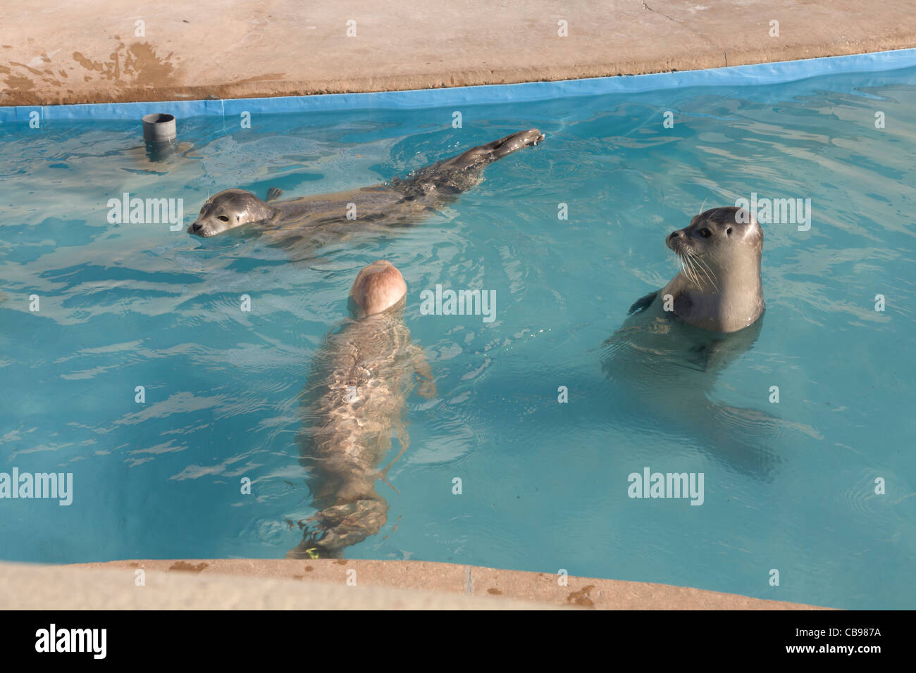 Skegness Vereinigtes Königreich England GB Natureland Seal Sanctuary und Wildlife park Baby Dichtung Fütterungszeit Stockfoto