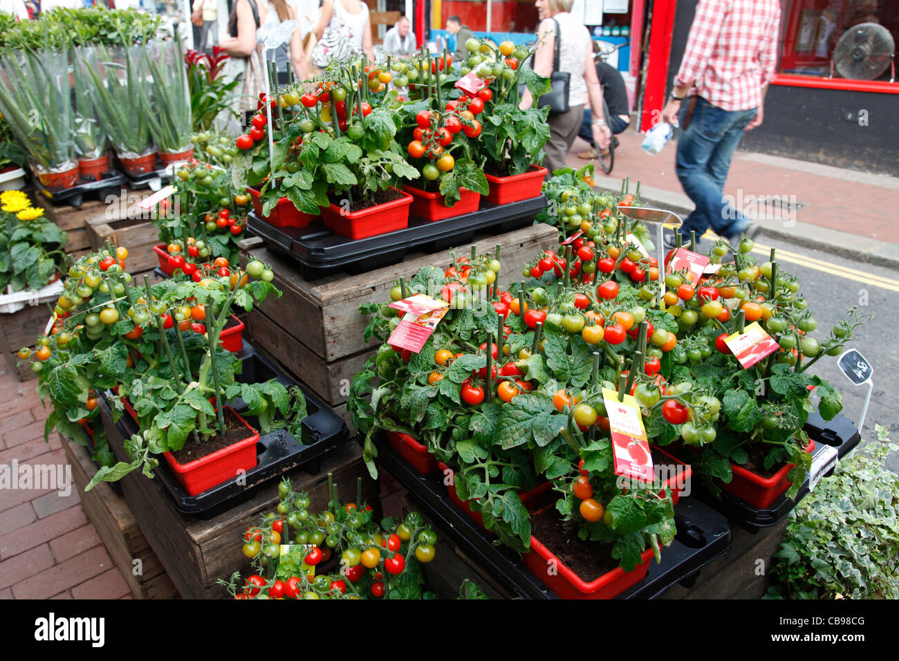 Tomate-Pflanzen für den Verkauf in Brighton, England, Vereinigtes Königreich Stockfoto