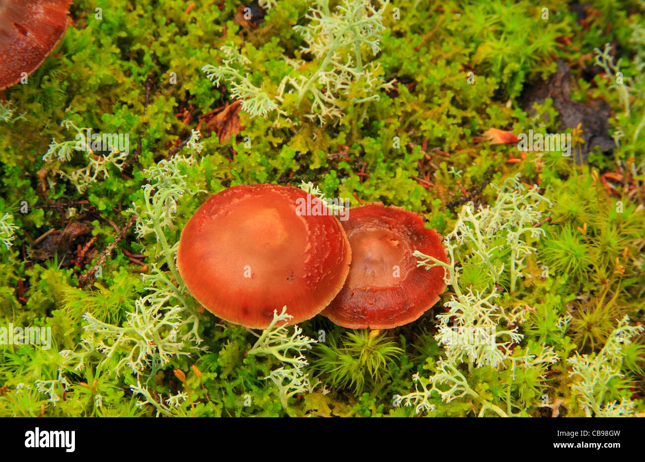 Pilze im Moosgarten entlang Elch Höhle Gorge Trail, am Bear River, Grafton Notch State Park, Newry, weiße Berge, Maine, USA Stockfoto