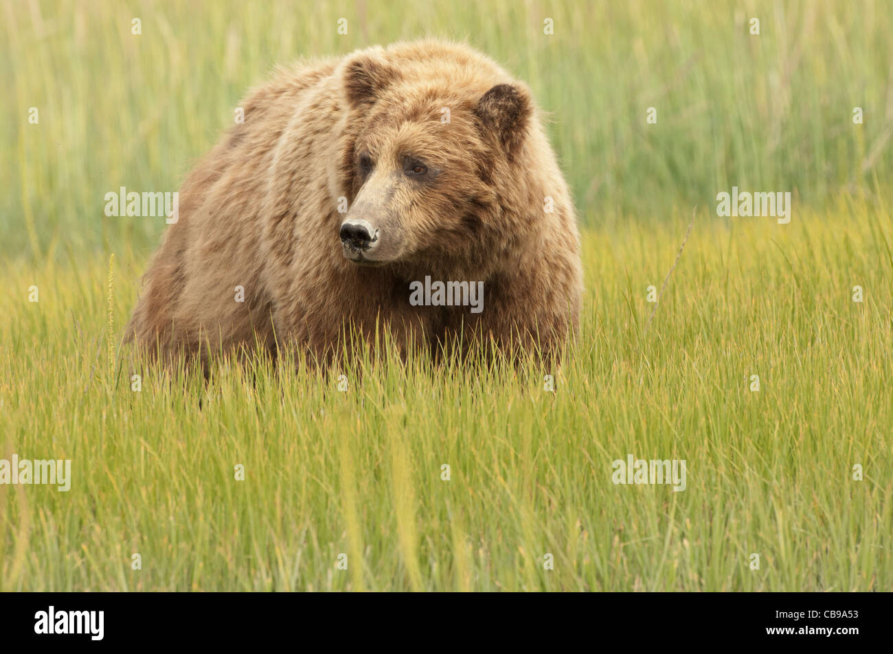 Stock Foto ein Alaskan Braunbär Sau steht auf einer Wiese Segge. Stockfoto