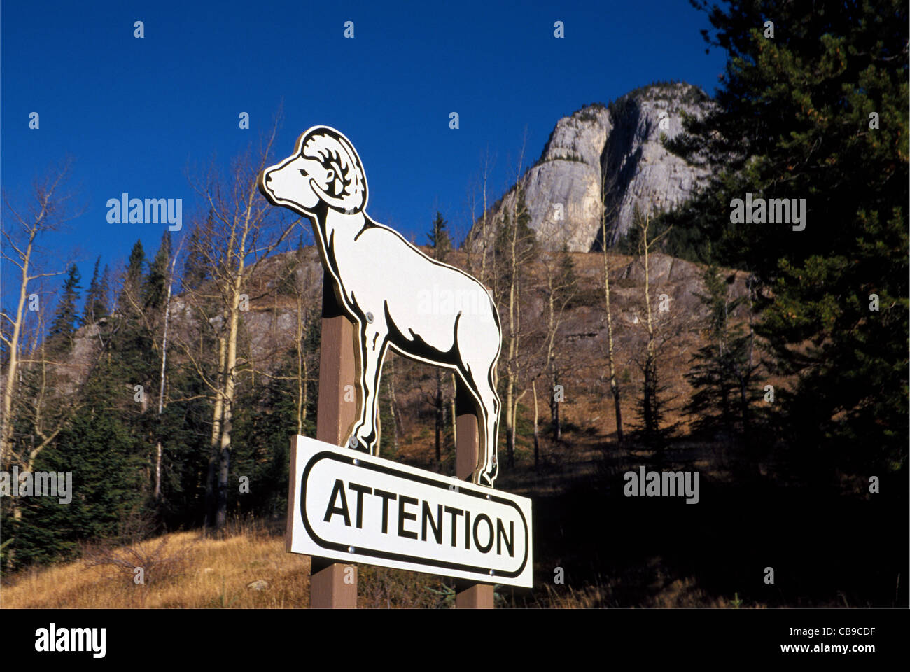 Eine große illustrierte Verkehrsschild warnt Autofahrer achten und achten Sie auf Big Horn Sheep in den kanadischen Rocky Mountains in der Nähe von Banff, Alberta, Kanada. Stockfoto