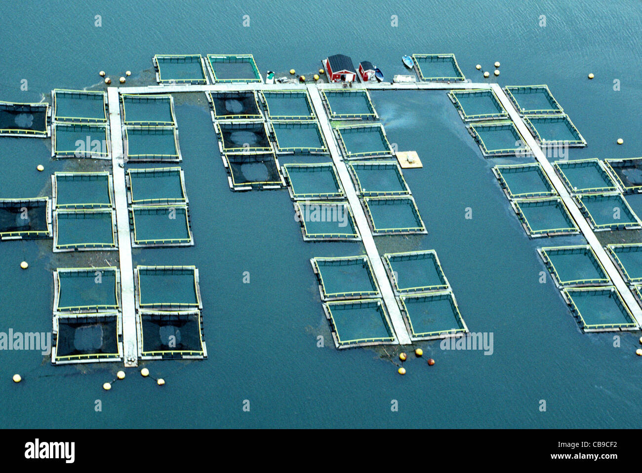 Ist es sicher zu essen Bauernhof aufgewachsen Atlantischer Lachs, die ihr Leben in Käfigen Fisch wie diesen in der Bay Of Fundy in New Brunswick, Kanada gelebt haben? Stockfoto