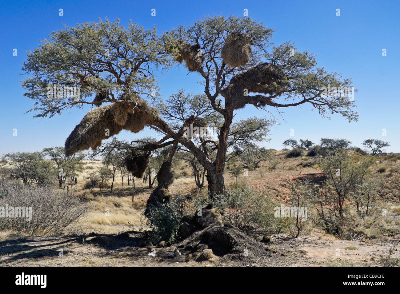 Gesellig Weber Nester in Baum, Namibia Stockfoto