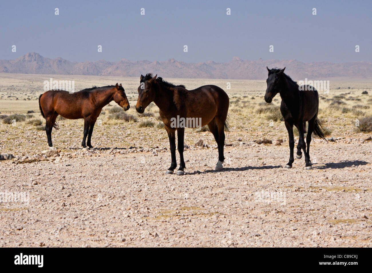 Wild horses of garub Fotos und Bildmaterial in hoher Auflösung Alamy
