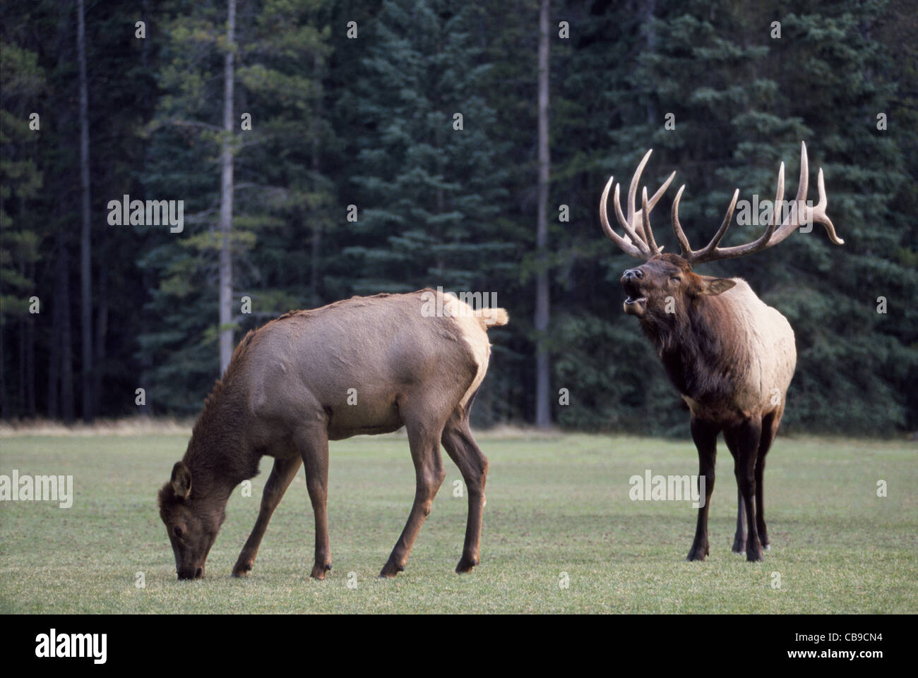 Ein Stier Elch mit beeindruckenden Geweih Trompeten um die Aufmerksamkeit einer nonchalanten Frau während der Brutzeit jährlichen Rückgang in Banff, Alberta, Kanada. Stockfoto