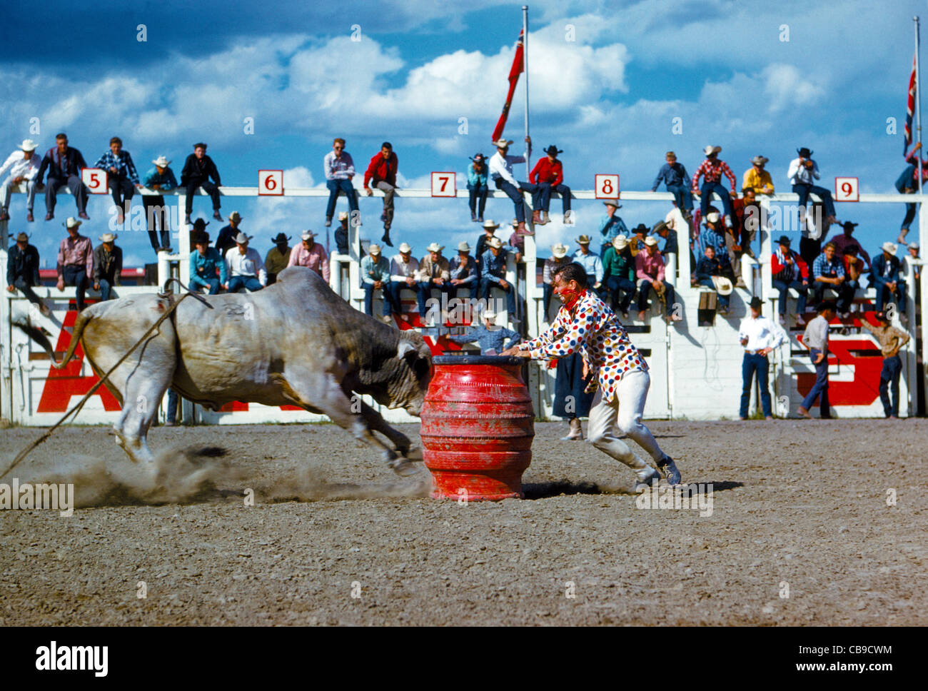 Ein Rodeo-Clown ist bereit, in seinem roten Flucht Fass um die Ladung eines Stiers Brahman während der Calgary Stampede in Calgary, Alberta, Kanada zu vermeiden verstecken. Stockfoto