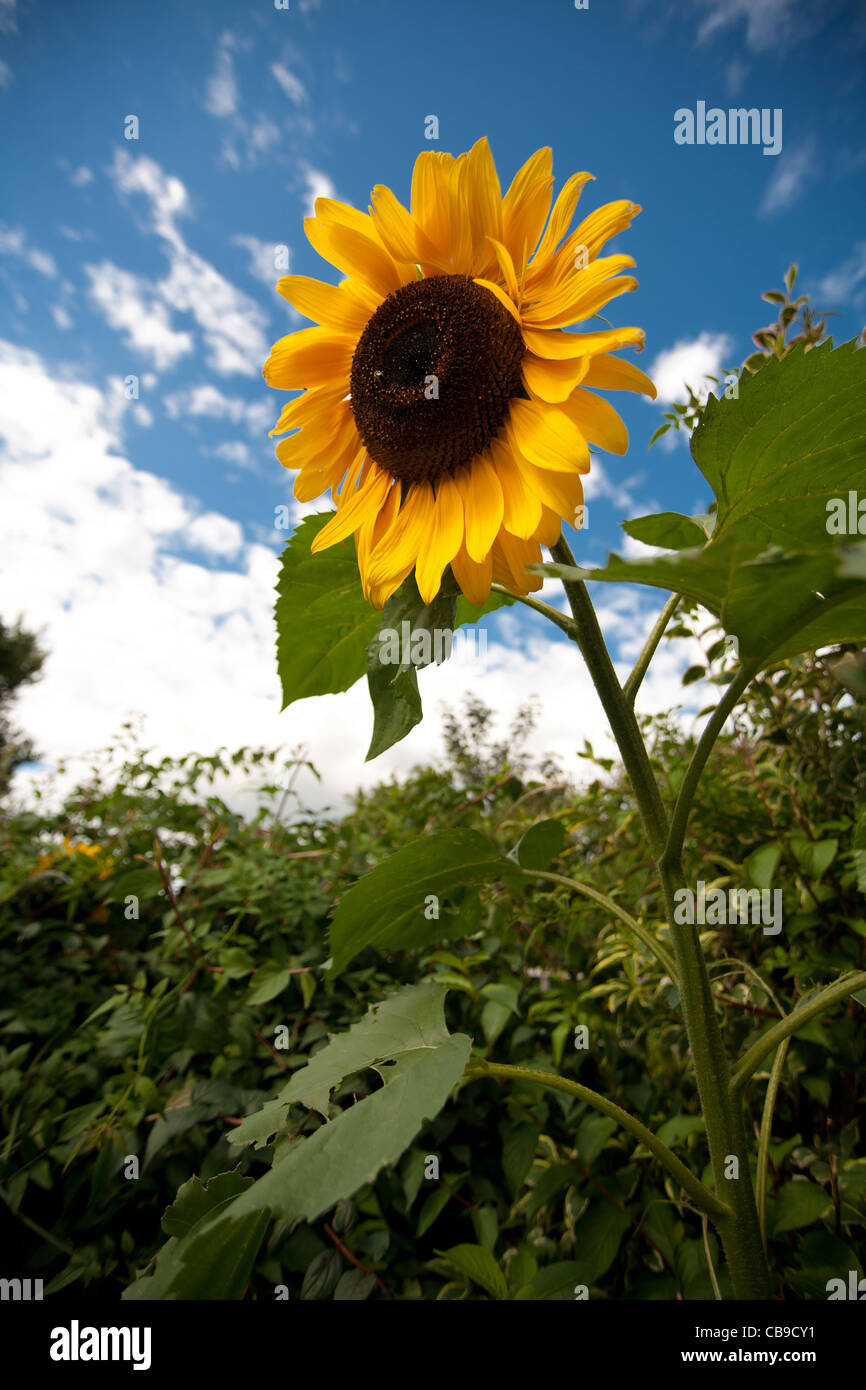 Sonnenblumen wachsen auch in England Stockfoto