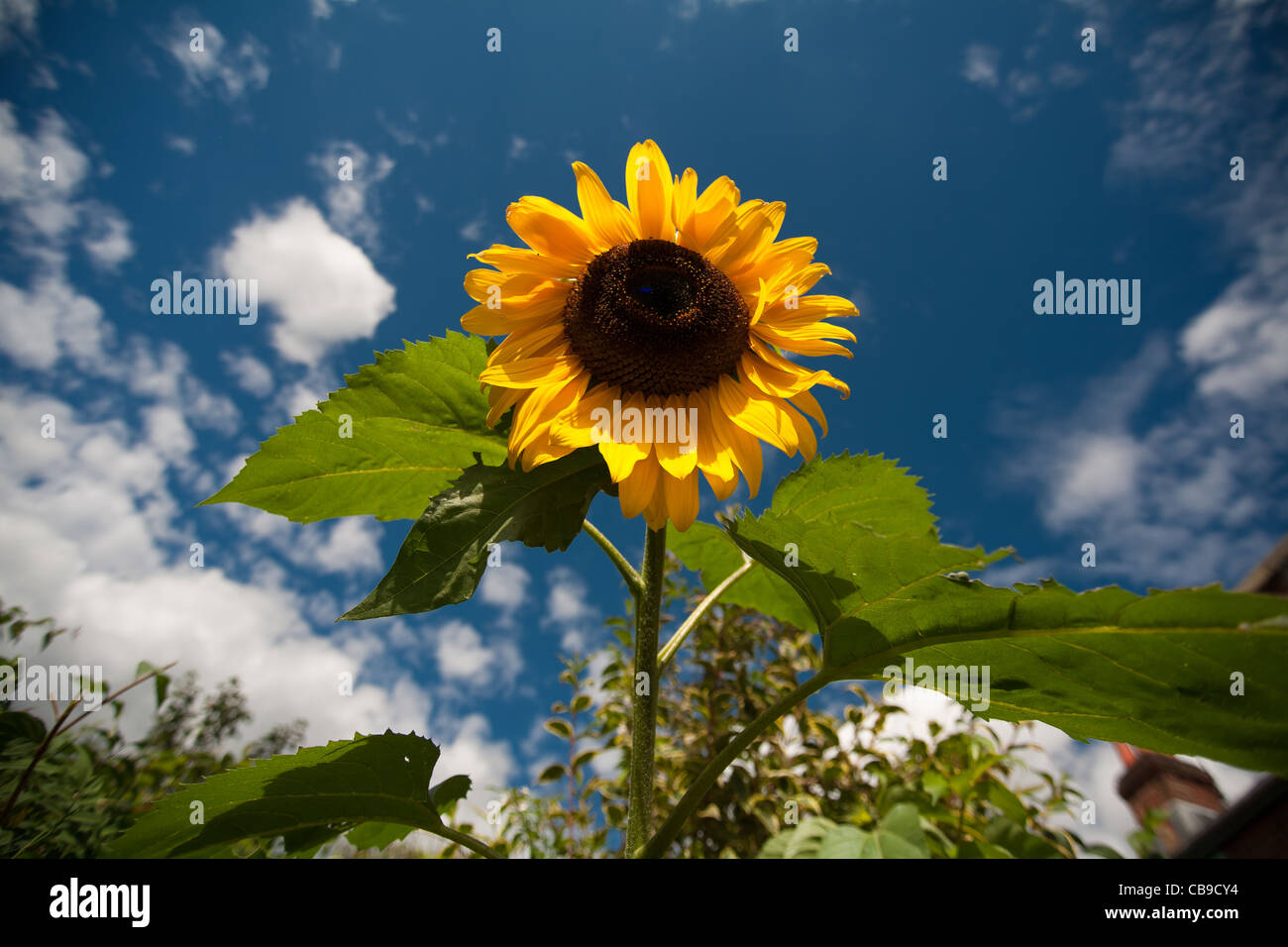 Sonnenblumen wachsen auch in England Stockfoto