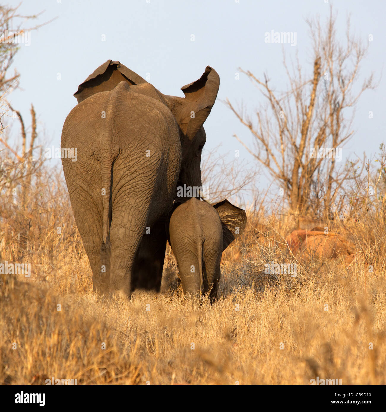 Rückansicht eines afrikanischen Elefanten mit ihrem Kalb, Krüger Nationalpark, Südafrika. Stockfoto