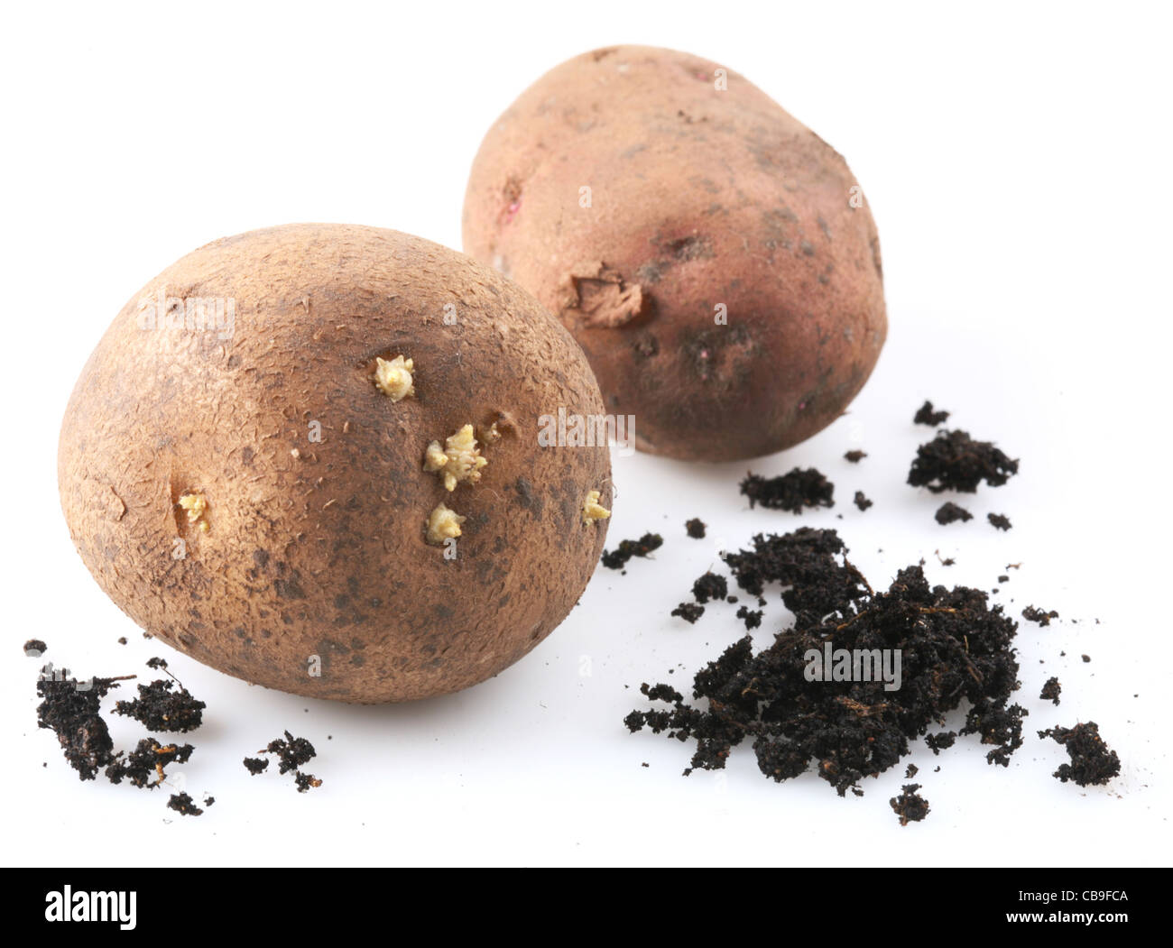 Zwei Reife Kartoffeln und Handvoll Boden. Isoliert auf weiß. Stockfoto