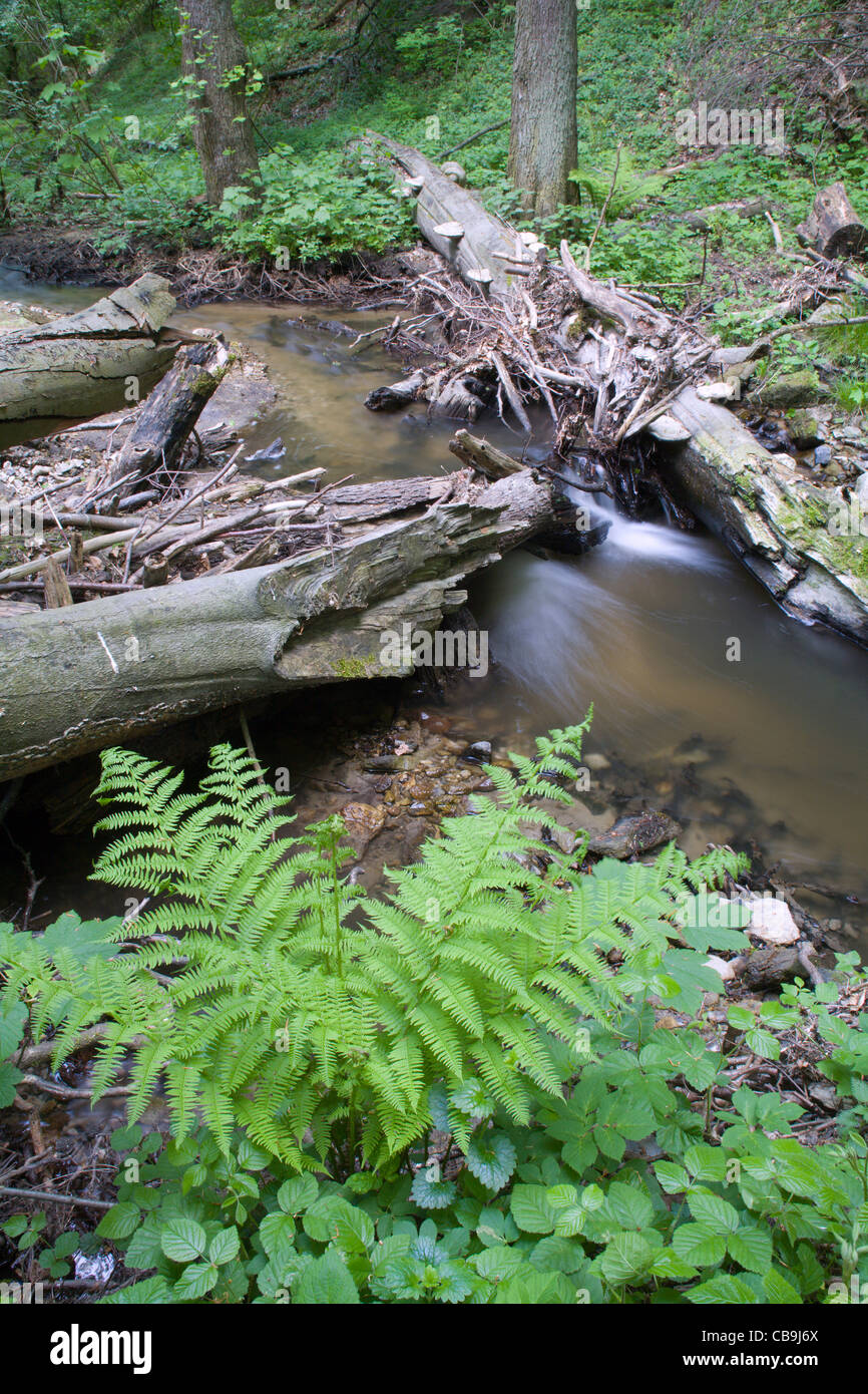 Creek und Farn Wald Bach Stockfoto