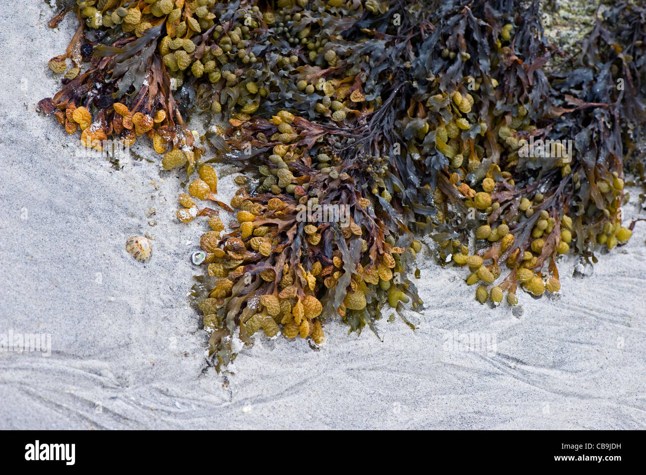 Algen auf Felsen Scilly-Inseln Stockfoto