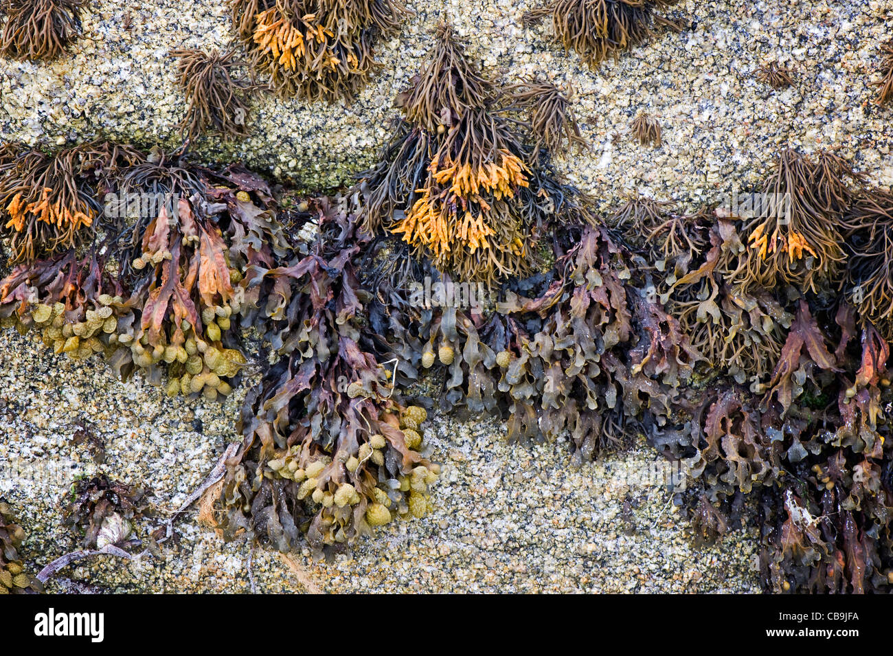 Algen auf Felsen Scilly-Inseln Stockfoto