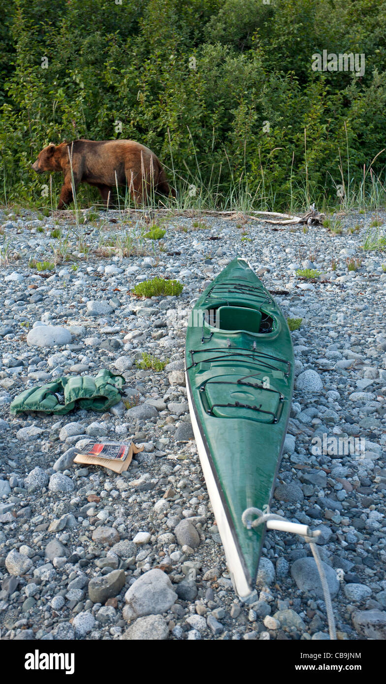 Grizzly Bear und Kajak. Glacier Bay Nationalpark. Alaska. USA Stockfoto