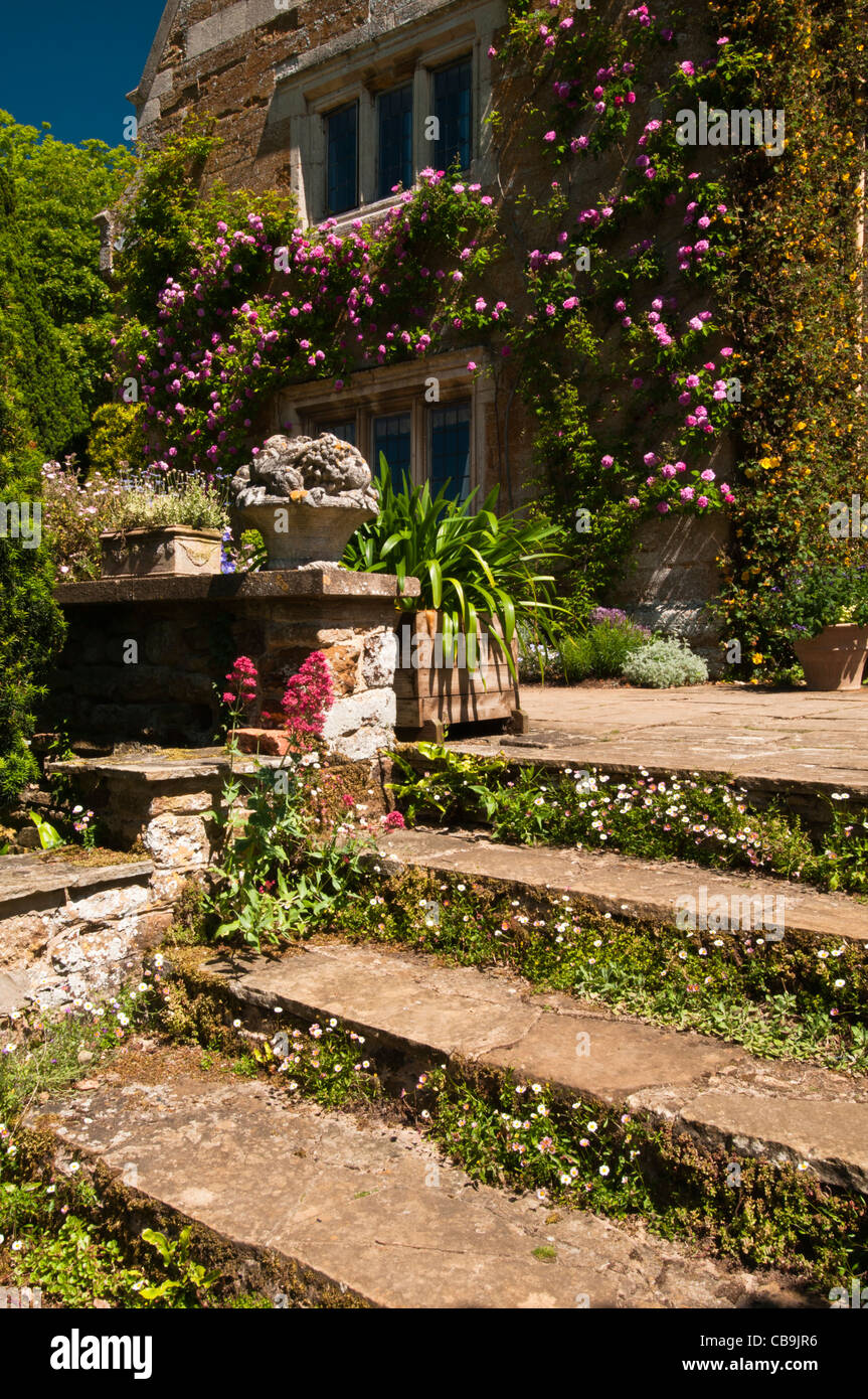 York Steinstufen führen zu einem Terrassengarten Coton Manor mit lebhaften rosa abschweifende Rosen, Northamptonshire, England Stockfoto