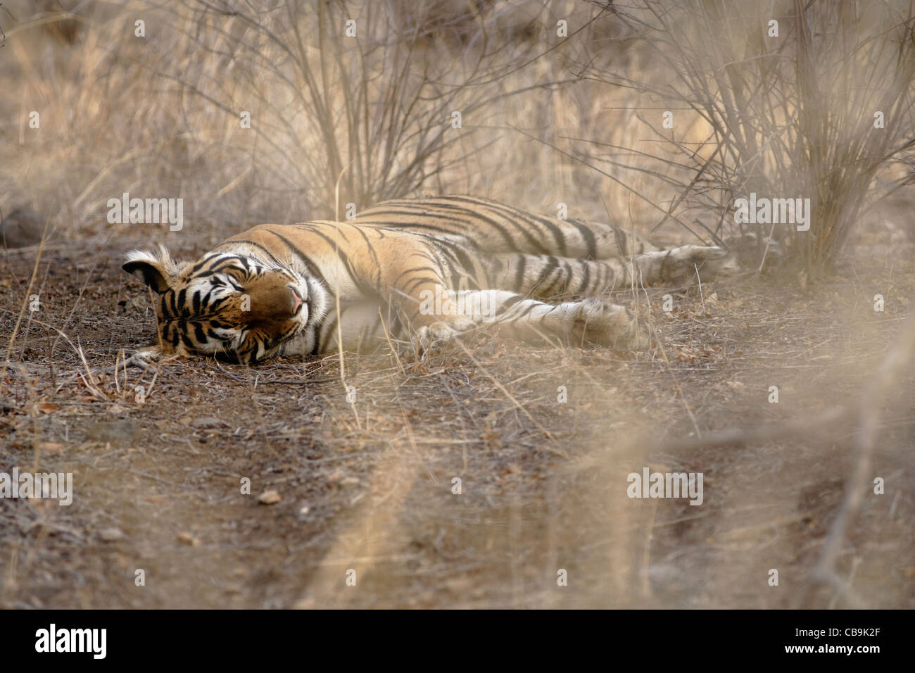 Ein Bengal Tiger liegen innerhalb der trockenen Tarnung in den wilden Wald des Ranthambhore, Indien. (Panthera Tigris) Stockfoto