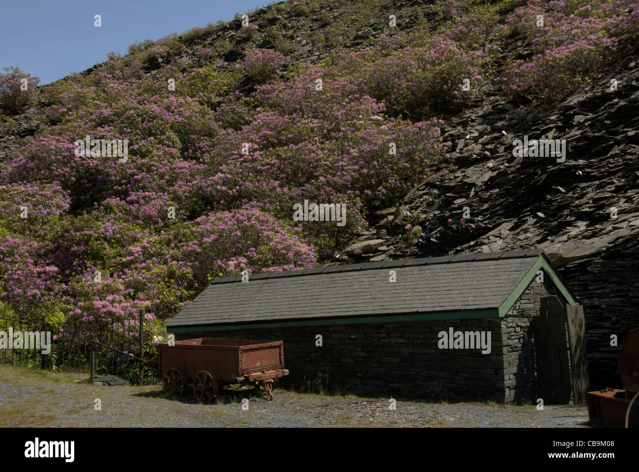 WALES; GWYNEDD; ODER WIEDER; LLECHWEDD SLATE CAVERNS; RHODENDRON (R.PONTICUM) BESIEDELN DIE SCHIEFER SCHLACKE HAUFEN Stockfoto