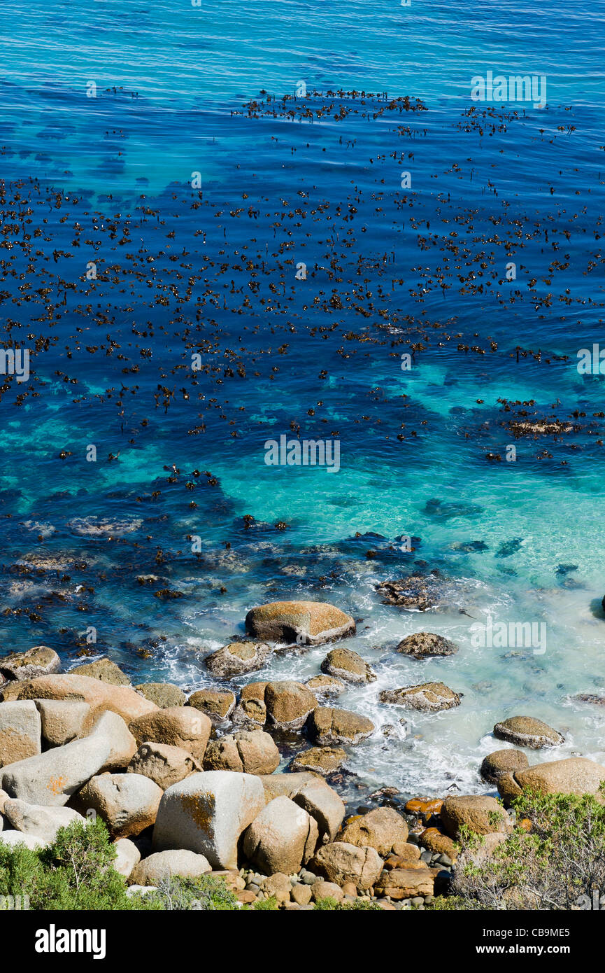 Kelp, eine braune Meeresalgen Table Mountain National Park Marine Protected Area südlich von Cape Town, South Africa Stockfoto