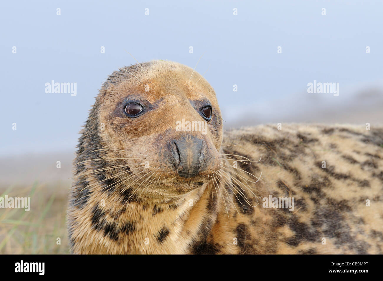 graue Dichtung Porträt Stockfoto