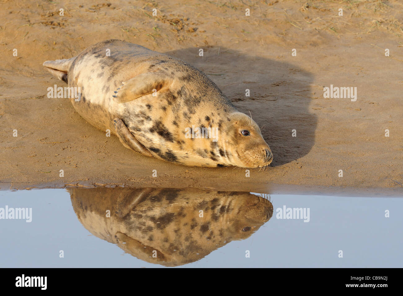 graue Dichtung Spiegelbild im Wasser Stockfoto