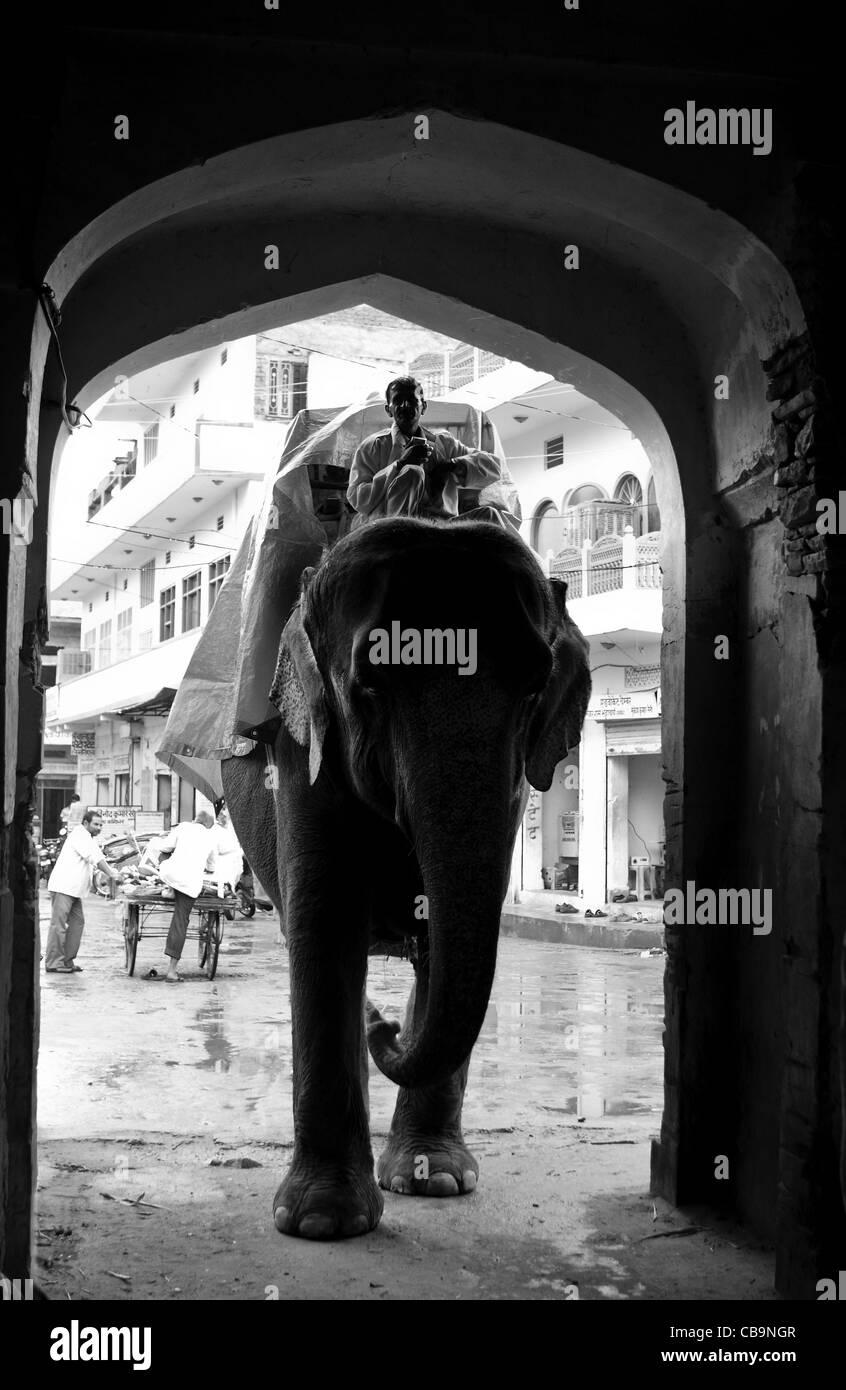 Elefant und Fahrer, die Eingabe gewölbte Tür in Bernstein. Rajasthan. Indien Stockfoto