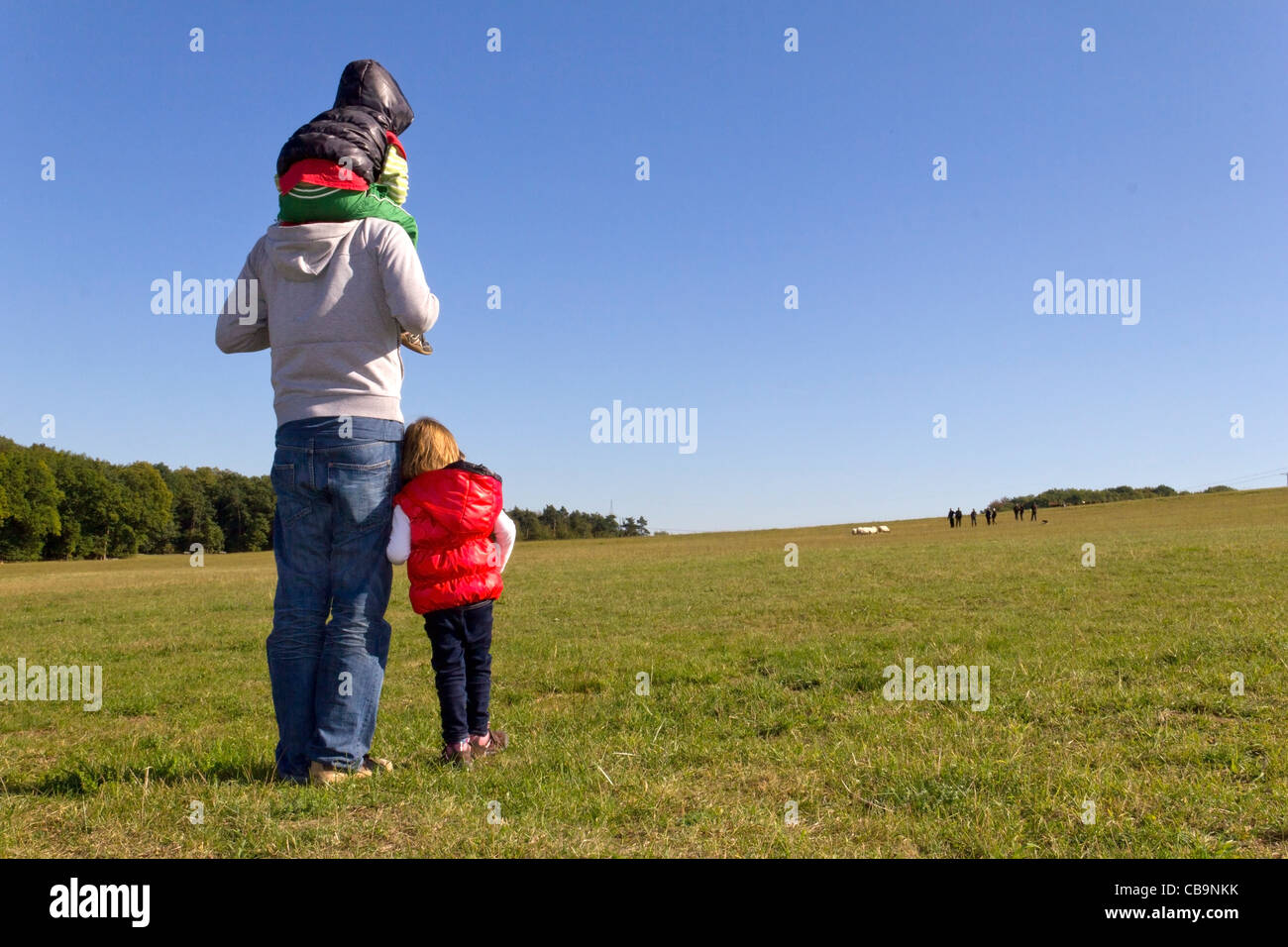 Familie ist Schafe auf der Wiese beobachten. Stockfoto