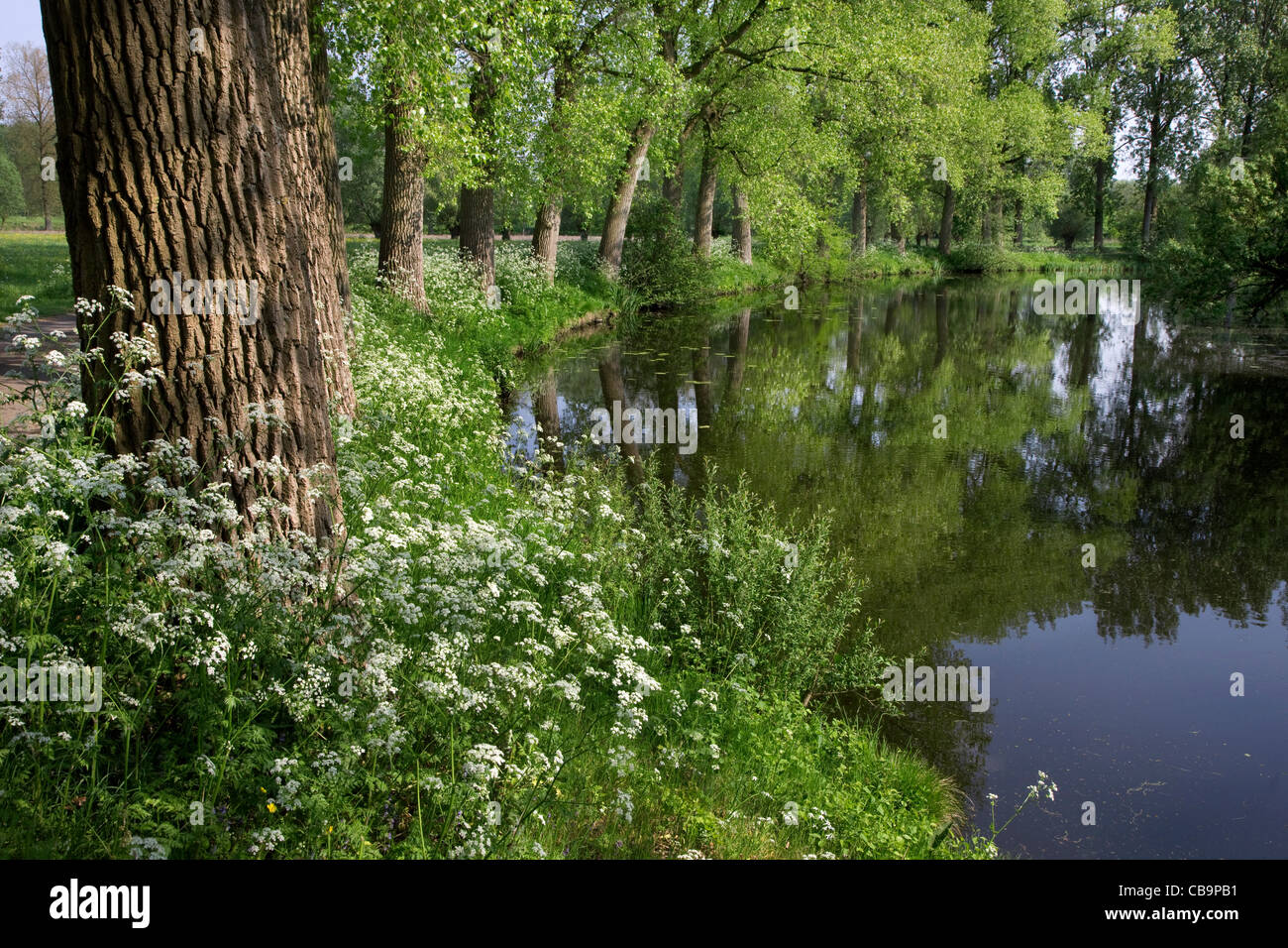 Kuh-Petersilie (Anthriscus Sylvestris) Wildblumen an Teich, Belgien Stockfoto