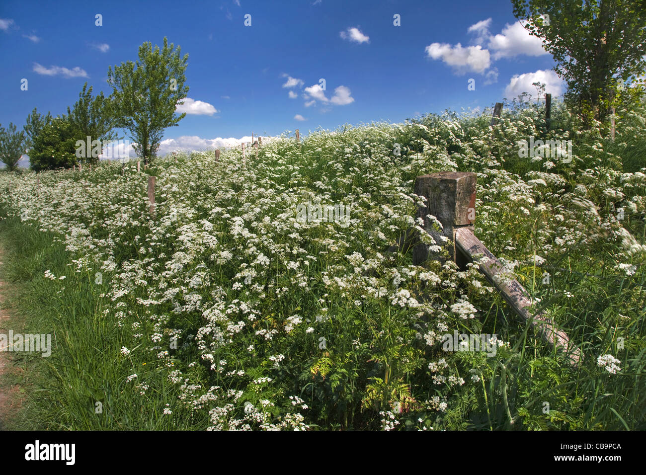 Kuh-Petersilie / wilder Kerbel / Keck (Anthriscus Sylvestris) auf Wiese im Frühling Stockfoto