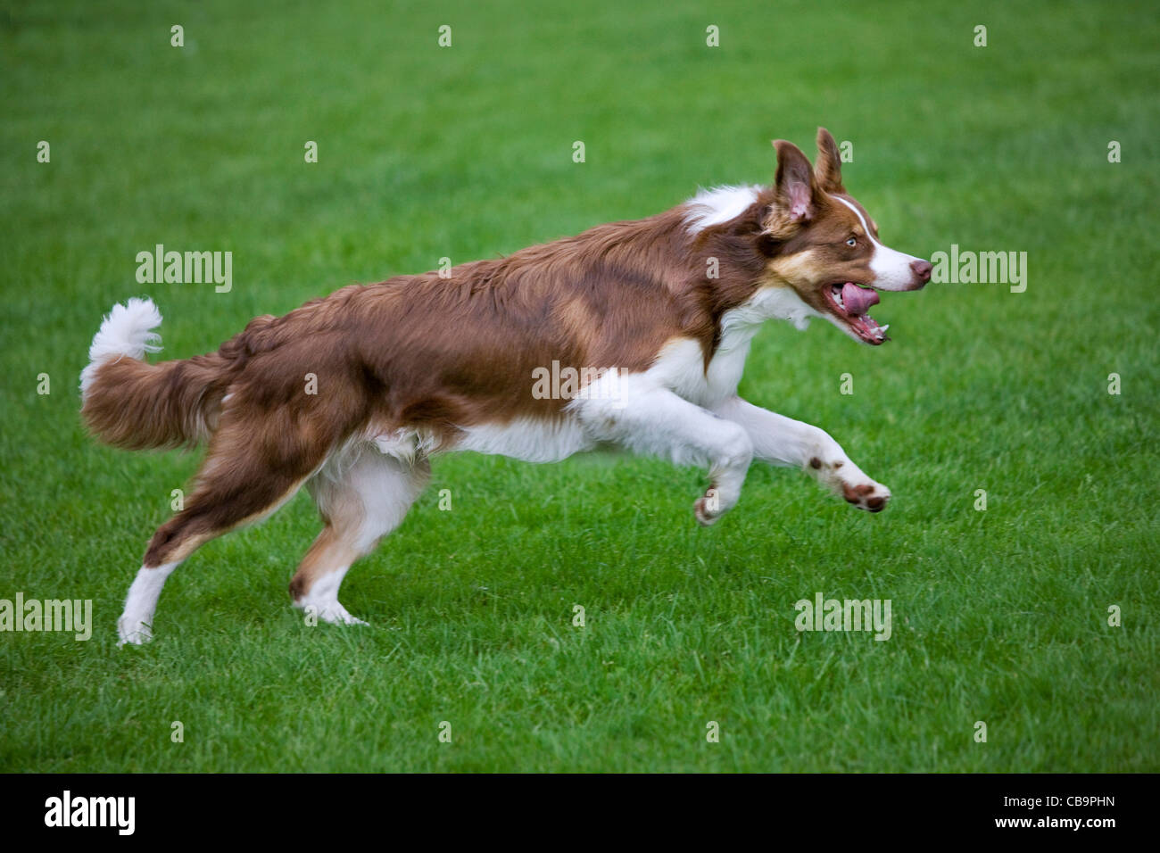 Border Collie (Canis Lupus Familiaris) im Garten Stockfoto